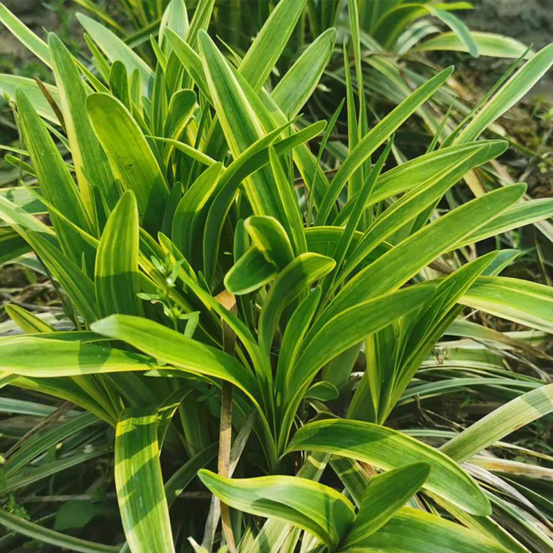 基地直供金边麦冬草植物庭院绿化批发麦冬草苗种子四季青耐寒