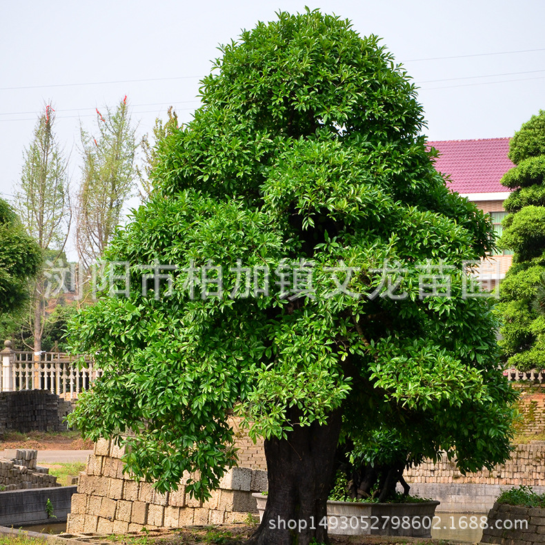 文龙自家苗圃榆树造型风景树 30公分造型榆树货源足规格齐全