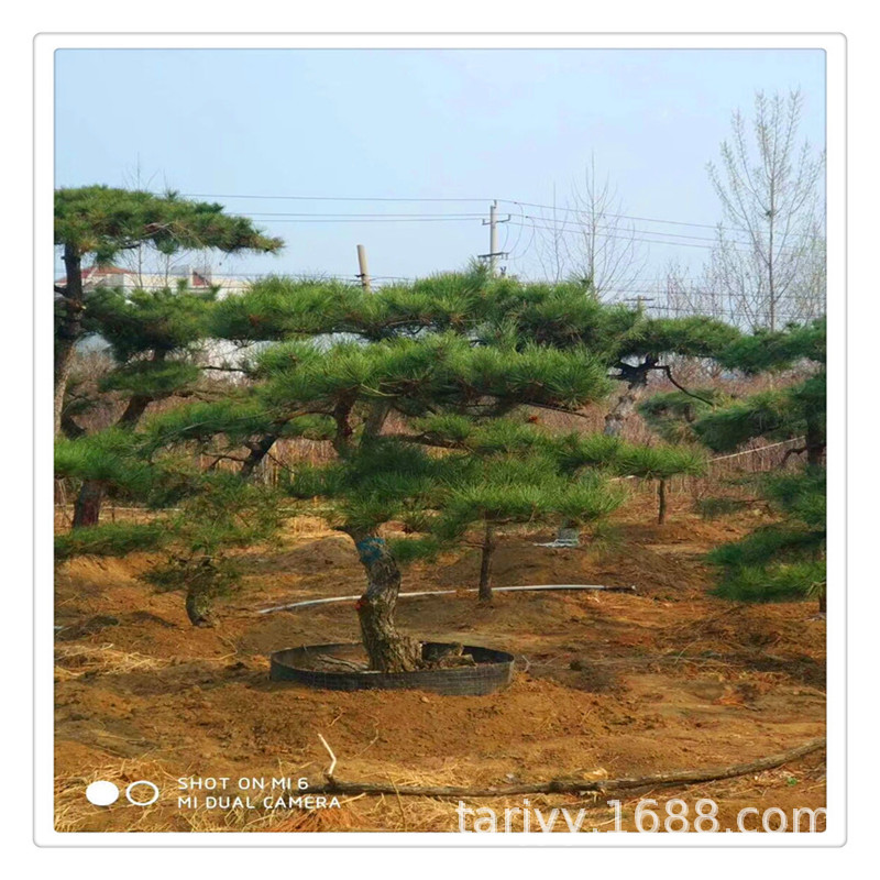 青岛出售 造型景松价格 大盆景松 园林造型 油松黑松