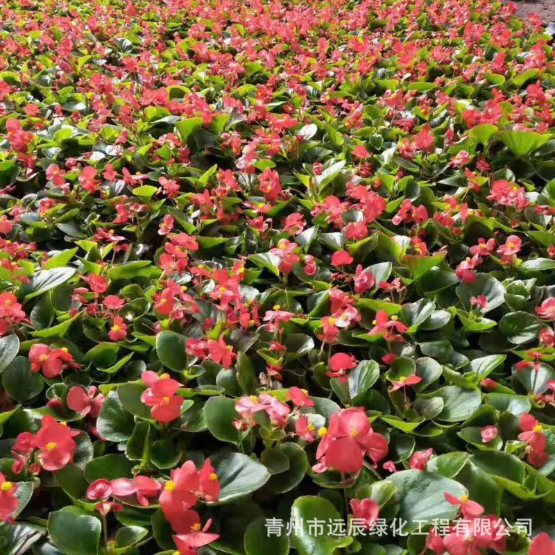 青州苗圃批发草花 四季海棠 双色盆 绿化专供 基地供应 数量大