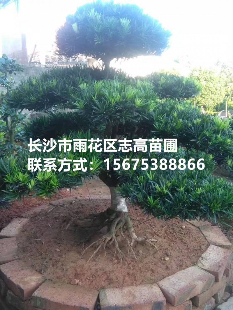 基地直销罗汉松 景观造型罗汉松 叶片饱满 别墅工程绿化树木直销