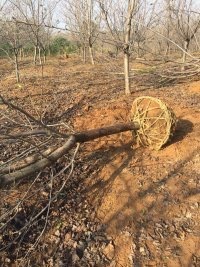 苗圃直供批发高800的造型榔榆 多杆榔榆 丛生榔榆 各种规格榔榆