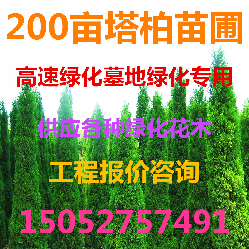 大量供应500亩 塔柏 柏树 蜀桧桧柏 高速公路松柏树
