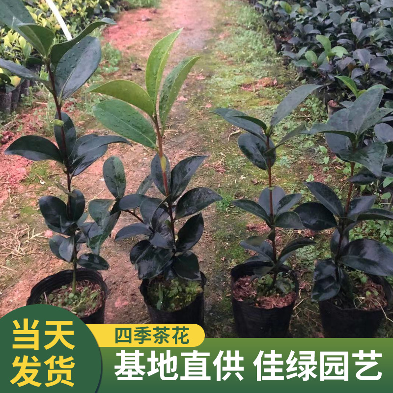 四季山茶花盆栽带花苞浓香耐寒多种室内外阳台大棵花卉树苗