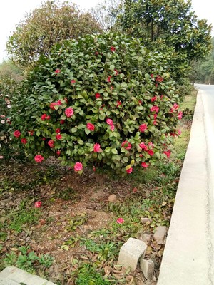 基地直销山茶树 观赏植物市政园林苗木基地 绿化工程花卉茶花球