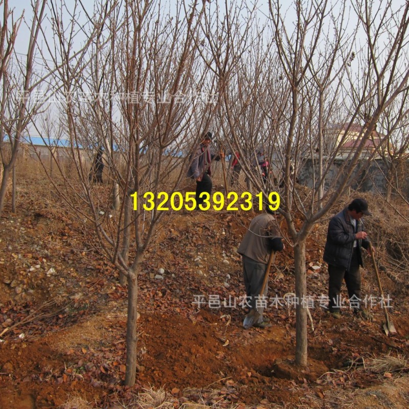 山东樱花苗基地直销日本樱花树苗 樱花小苗价格低移植樱花苗