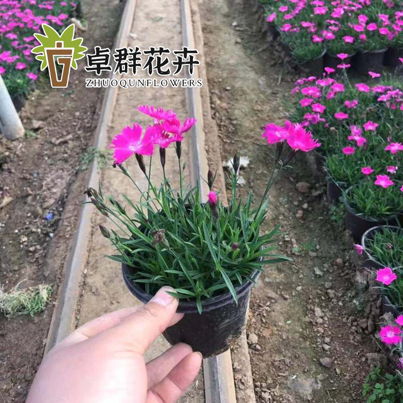 基地供应双色盆欧石竹 四季开花的草坪 量大优惠