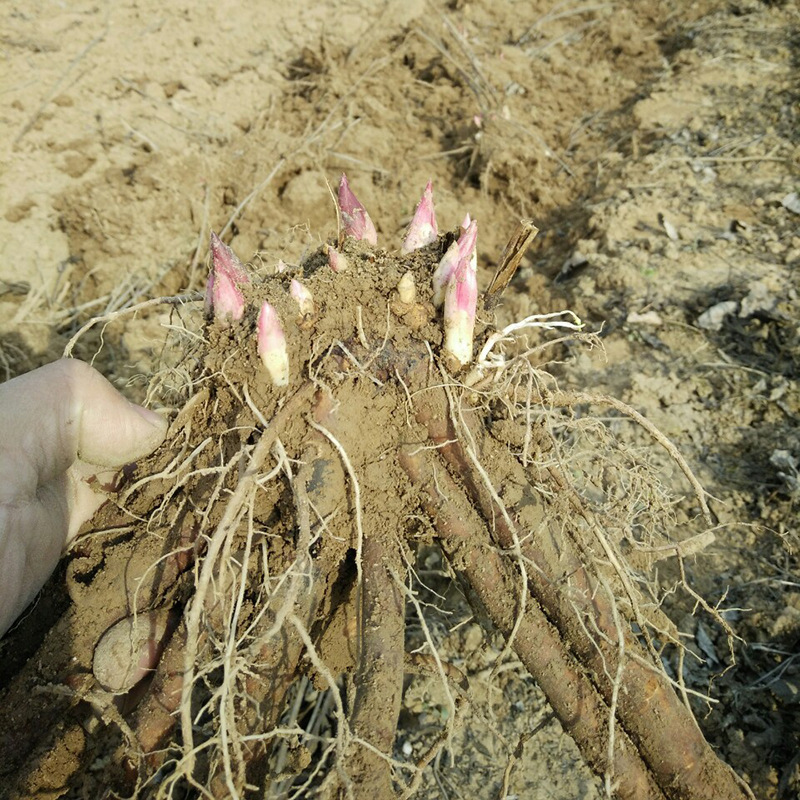 宿根植物芍药花苗 芍药种根盆栽花卉 种球芍药芽头2-3芽 好成活