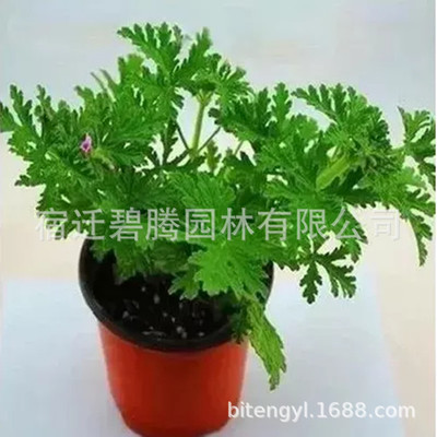 驱蚊草盆栽 家庭夏季驱蚊植物 净化空气香草绿植驱蚊草