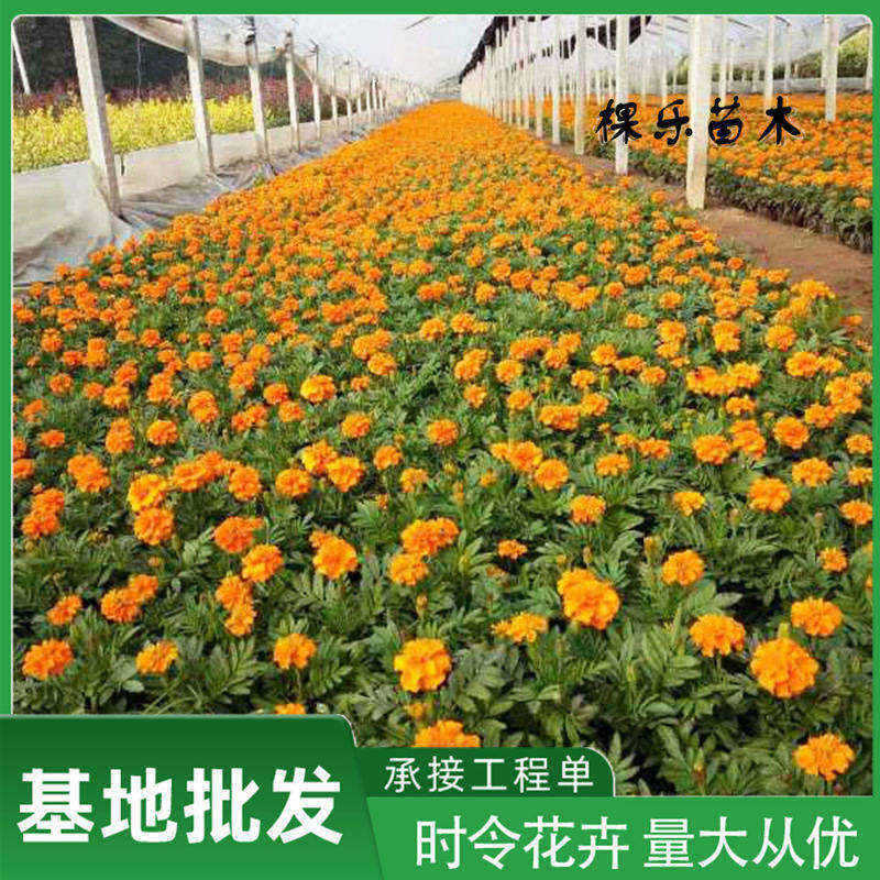 孔雀草青州花卉基地 花海建造孔雀草花卉 管理粗放