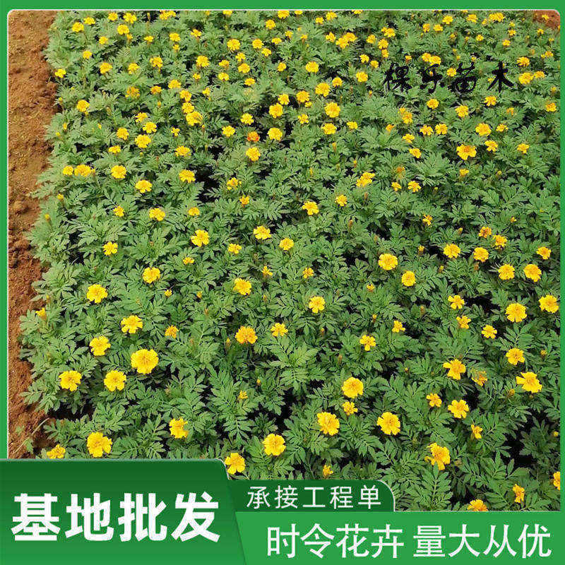 孔雀草黄楼草花 绿化色带用花孔雀草苗木 适应性强