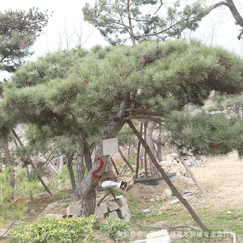 现货直销怪松 山东基地供应庭院种植绿化树怪松 量大优惠