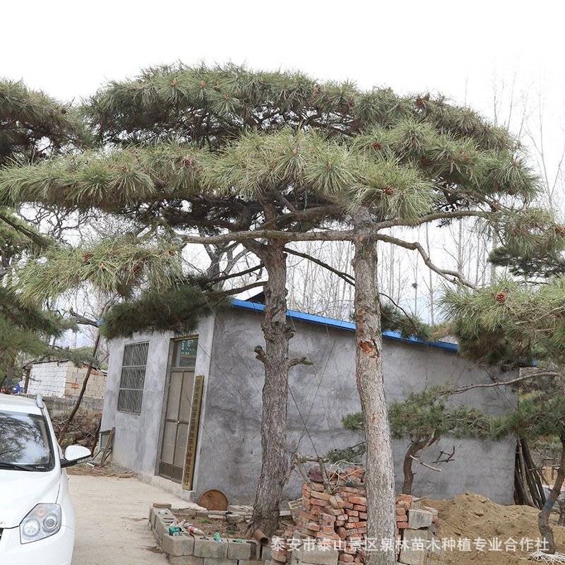 批发园林绿化泰安造型景松 基地专业直供优质泰山景松 量大从优