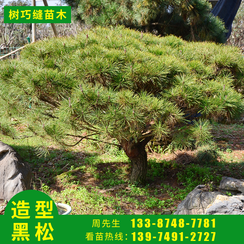 造型黑松 四季常绿园林绿化工程常用迎客松指导栽植管理景松