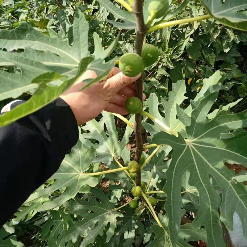 批发无花果树苗 新品种砂糖无花果苗 波姬红 斯特拉 当年结果