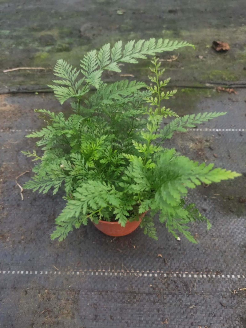 【基地直供】批发迷你狼尾蕨（90)苔藓背景植物耐阴好养植物蕨类