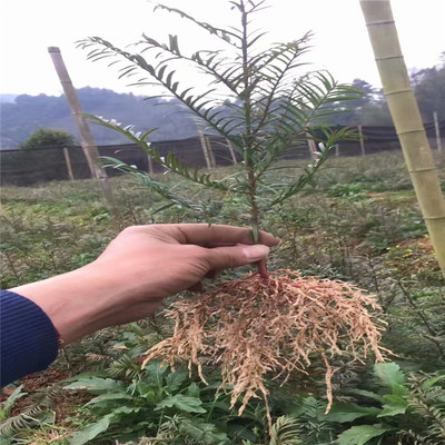 批发南方红豆杉小苗 红豆杉树苗 曼地亚红豆杉苗 红豆杉苗