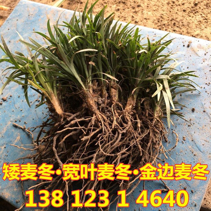 玉龙草 矮麦冬草 宽叶麦冬金边麦冬地被植物