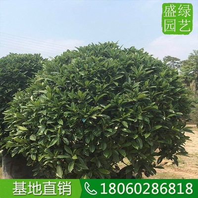 非洲茉莉球（高度1米5） 室内盆栽绿植灰利球 袋苗非洲茉莉球地苗