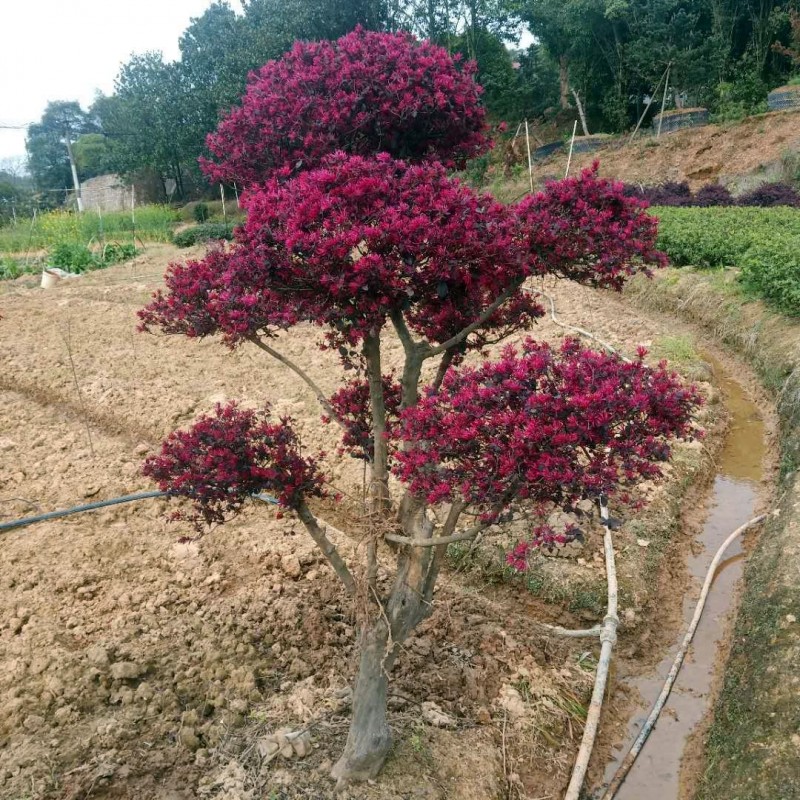 造型红花继木各种规格造型红花继木球柱桩