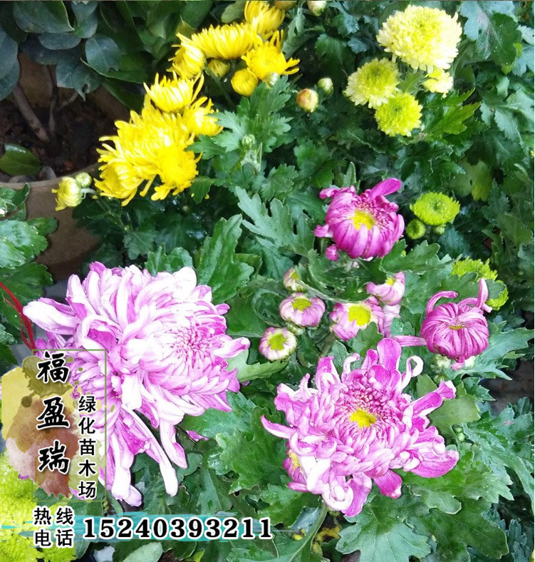 批发盆栽菊花 菊花苗 四季菊花 菊花盆栽 品种齐全