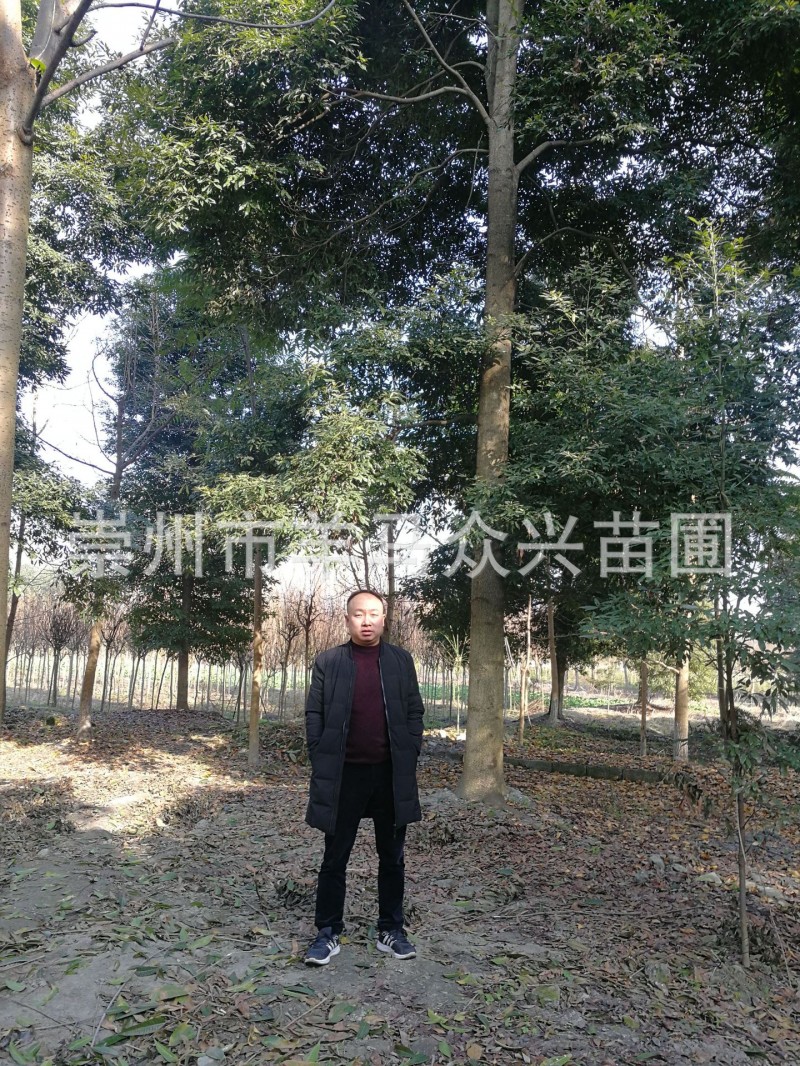 浙江楠 专业种植批发 规格齐全 量大从优 全程售后服务