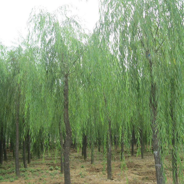 南京绿浦苗圃场大量供应垂柳 风景树 欢迎订购