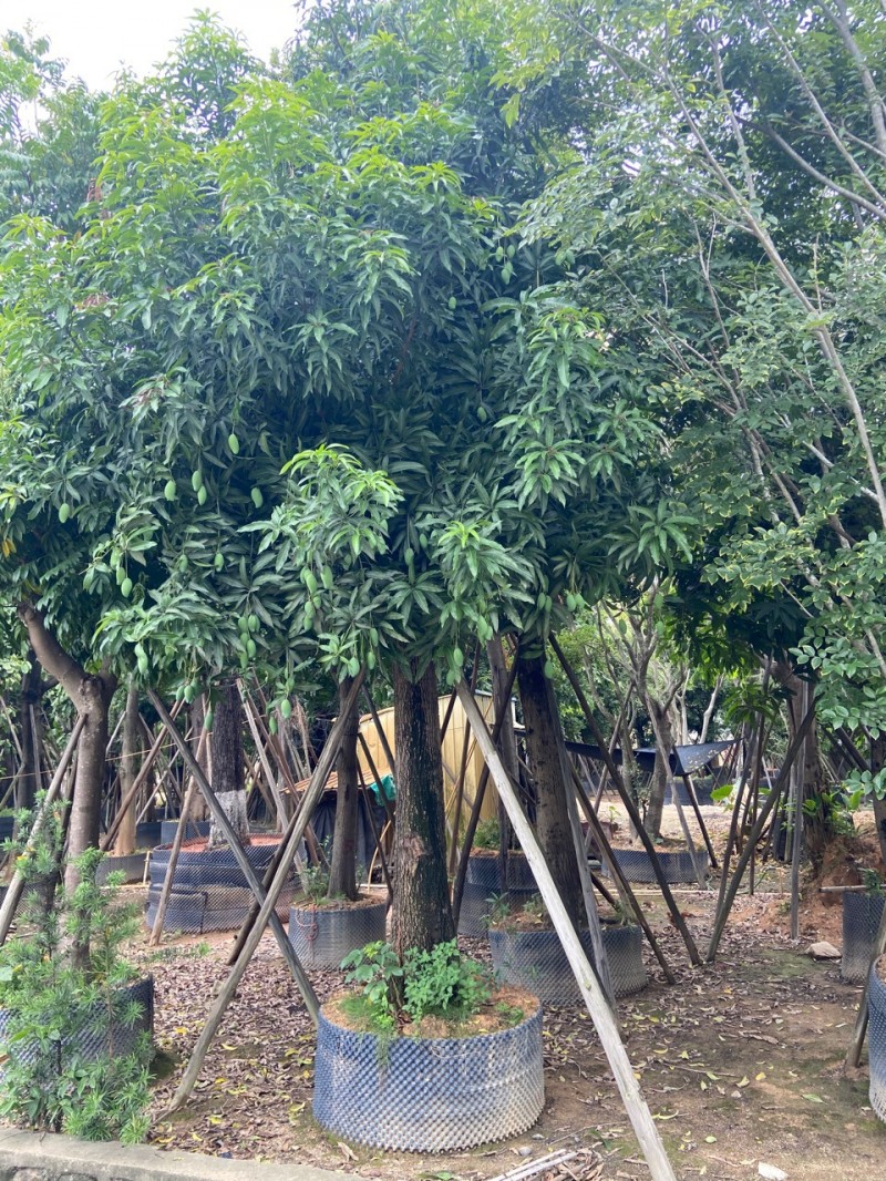 芒果树 普宁水果树基地大芒果树 移植芒果树批发各种水果树