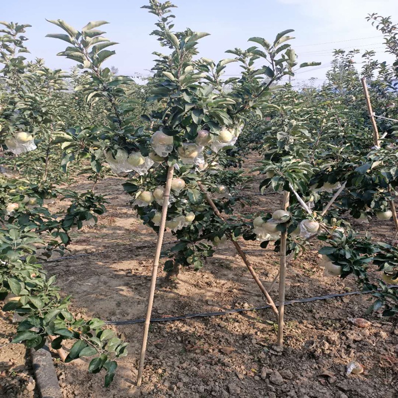 苗木基地批发苹果树盆栽矮化苹果红富士苹果树