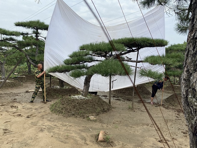 岱岳区高1米造型景观松市场价格--福顺园林