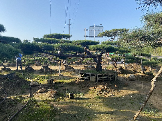 岱岳区高1米造型景观松市场价格--福顺园林