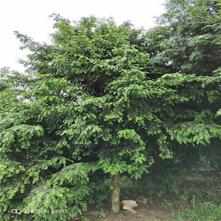 供应园林苗圃绿化苗木南方红豆杉健康树长寿树行道树林荫树