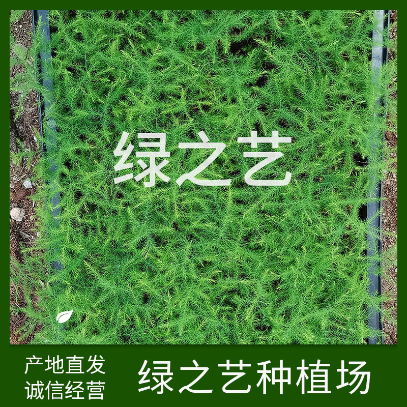 文竹盆栽盆景植物室内客厅花卉办公室桌面绿植好养四季常青大盆栽