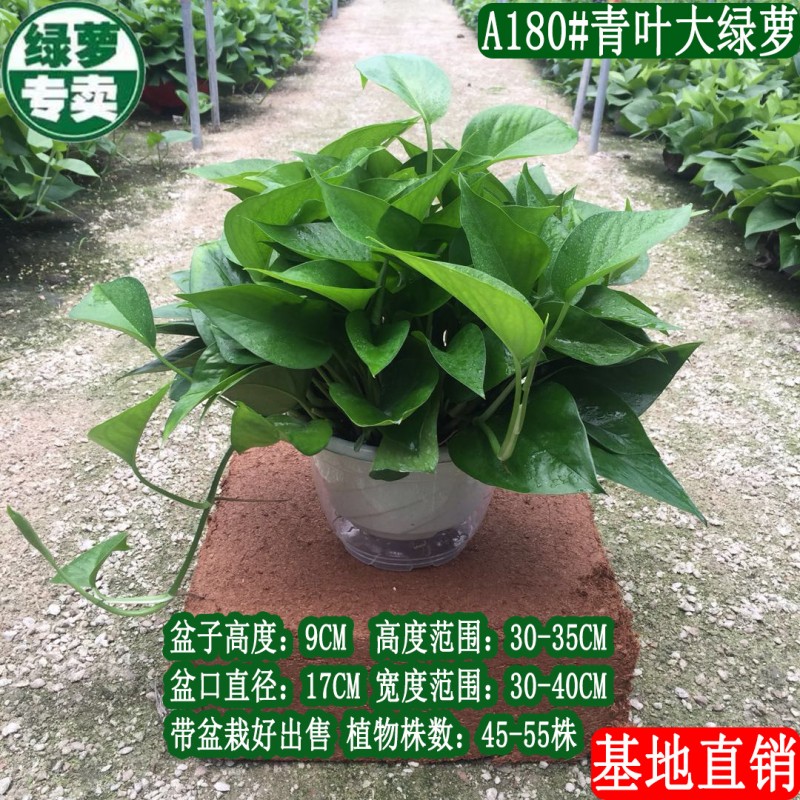 180绿萝盆栽植物花卉室内绿植吸甲醛水培吊兰净化空气大绿箩基地