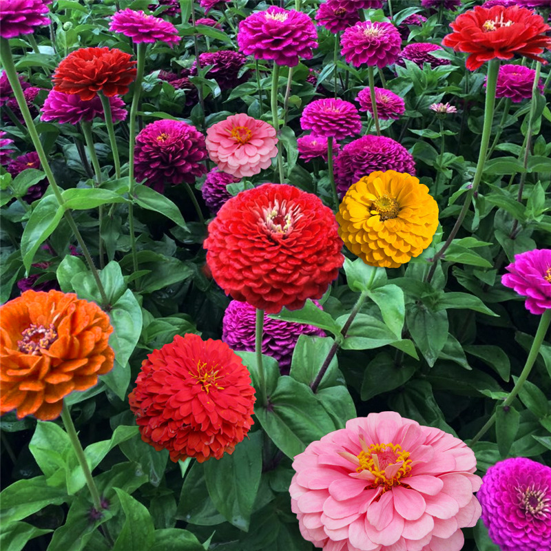 百日草花种子混色百日菊四季开花室外庭院易活景观花海步步高花籽